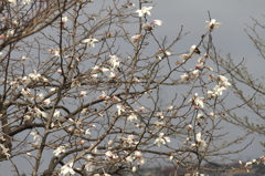 辛夷咲きだす3