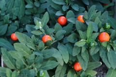 散歩道を彩るタマサンゴ