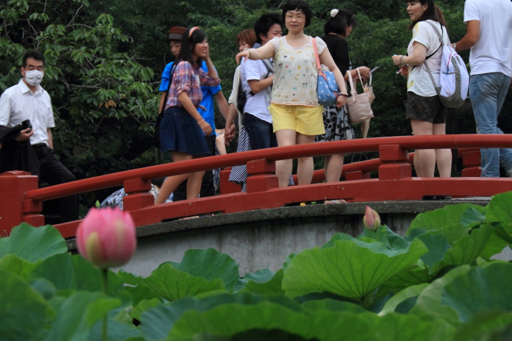 蓮の咲く風景１