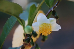 花散歩おちゃ2