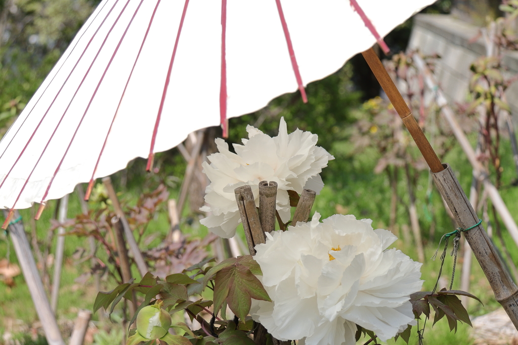 牡丹咲き始め５