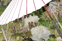 牡丹咲き始め５