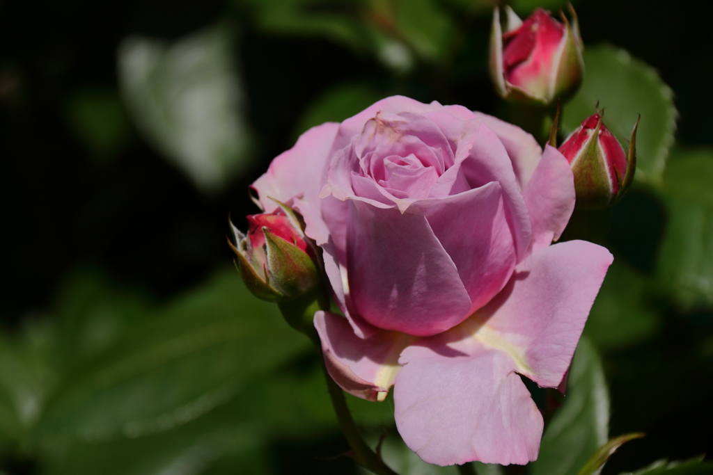 横浜バラ散策９