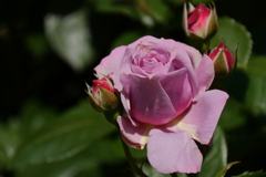 横浜バラ散策９