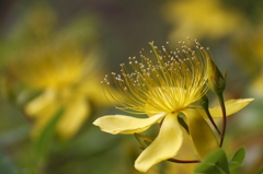 散歩道の花　ビョウヤナギ