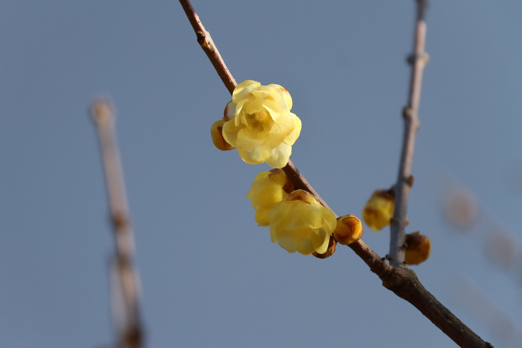 咲き進む蠟梅４