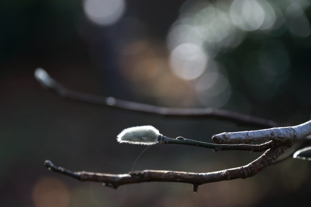 春待ち蕾６コブシ