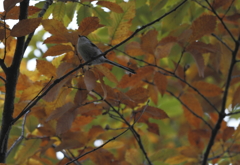 日暮れの前に１