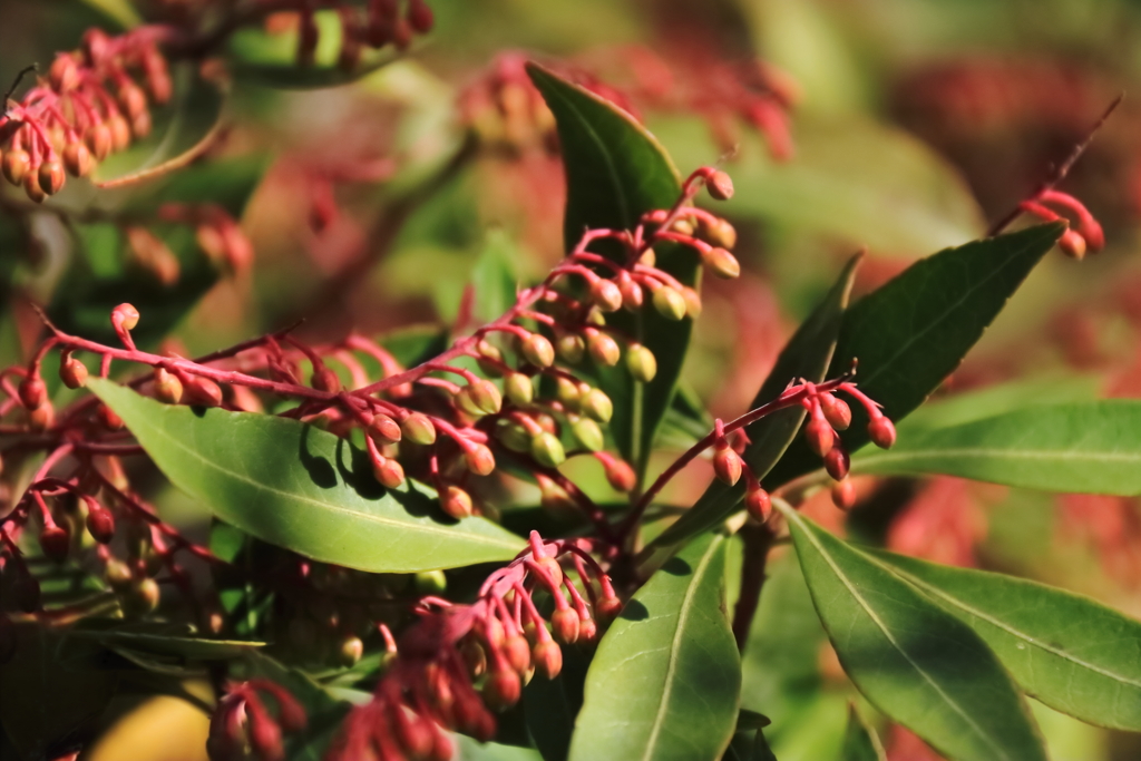 春待ち蕾１馬酔木