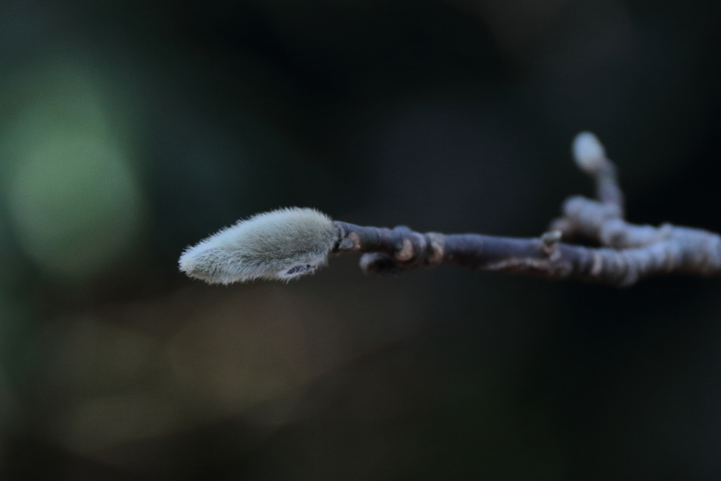 花散歩春待ちシデコブシ１