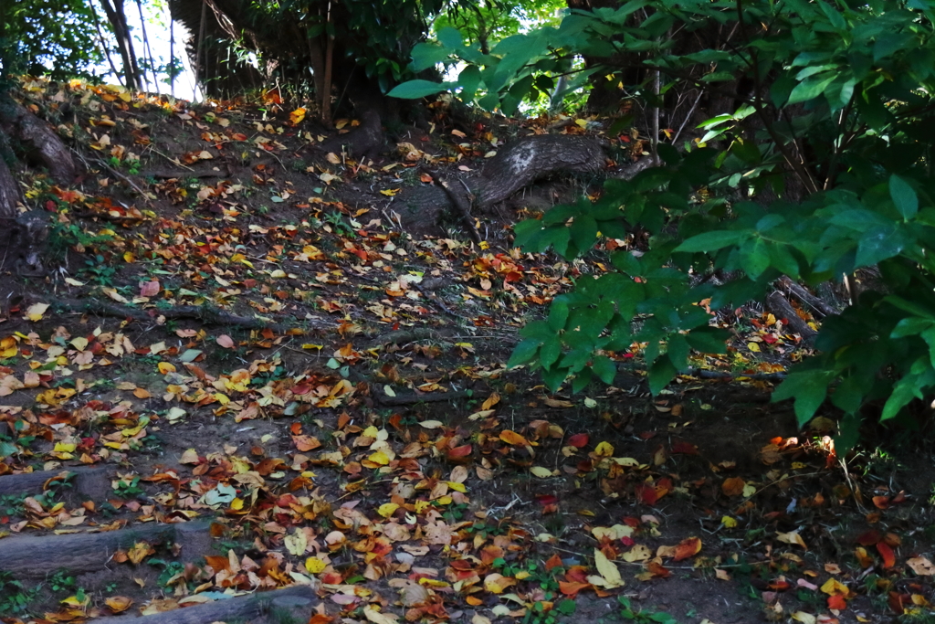 里山の小径はカラフル１