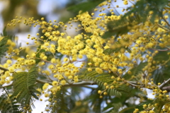 花散歩満開アカシア１