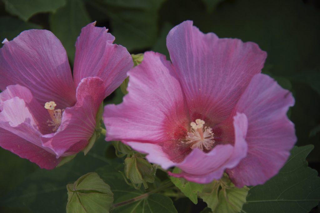 花の歳時記　芙蓉