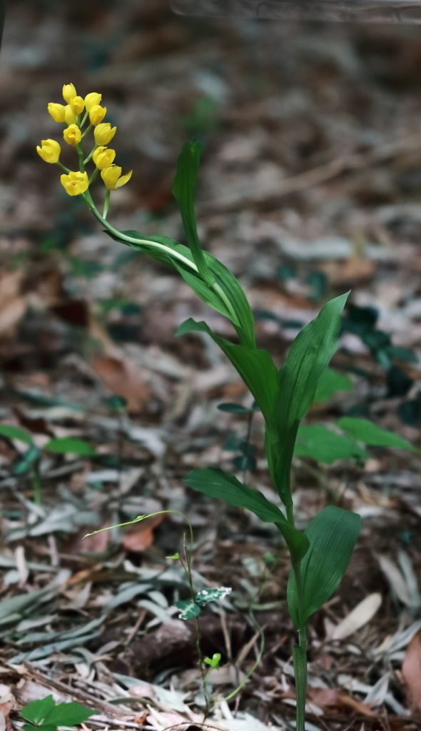 散歩道の野草達20