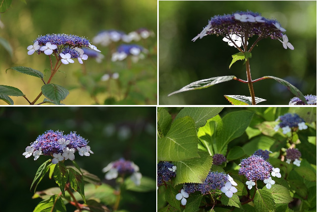 里山散歩山アジサイ