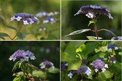 里山散歩山アジサイ