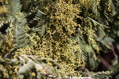 花散歩アカシヤ