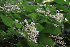花散歩終焉のクサギ１