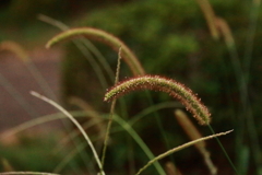 花散歩エノコログサ