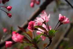春　海棠1