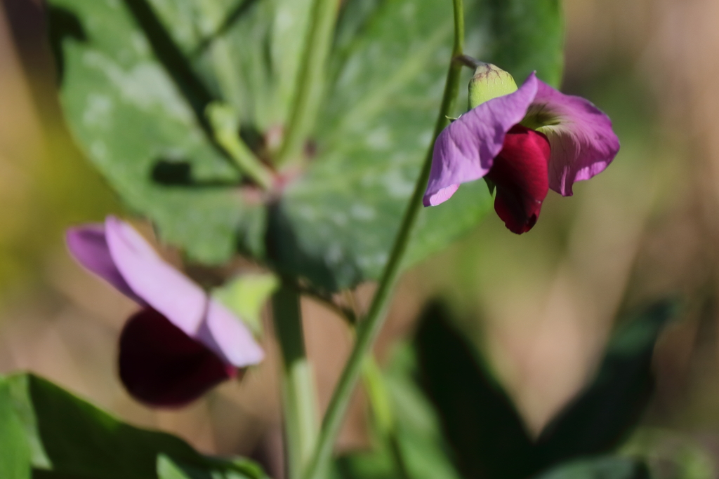花散歩エンドウ