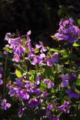 春、植物園20ハナダイコン