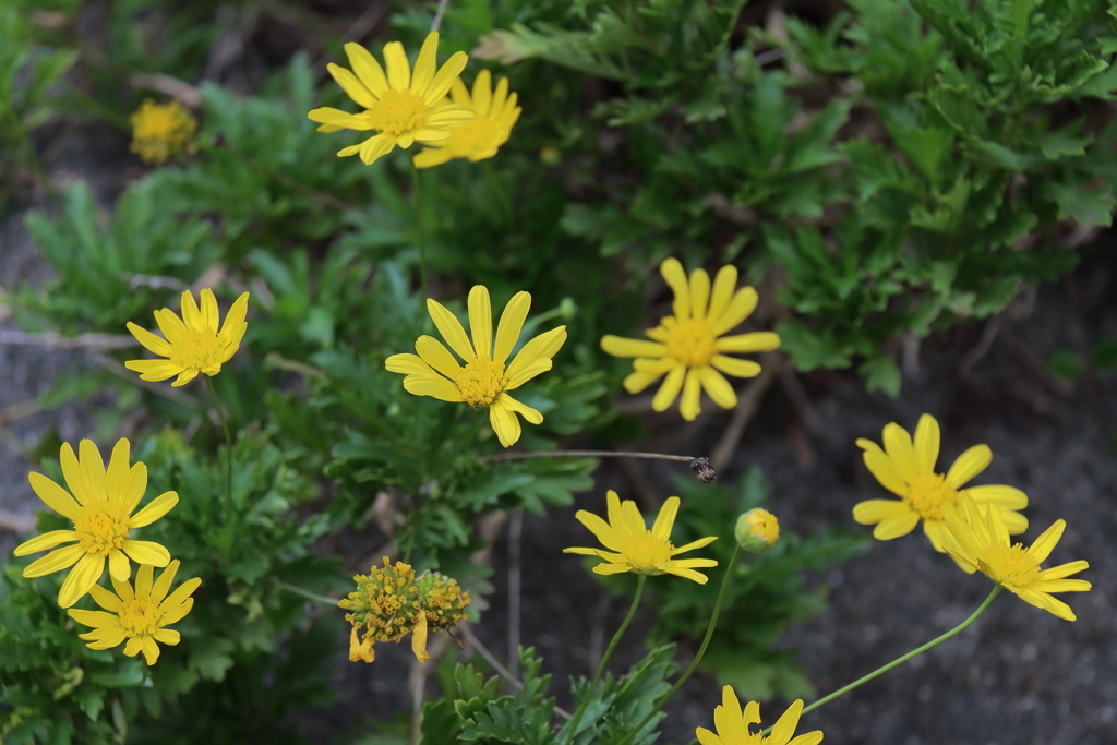 散歩道に咲く　ユリオプスデージー