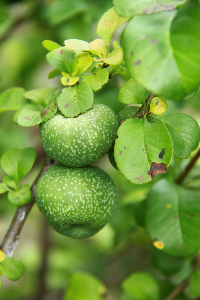 木瓜の実つく