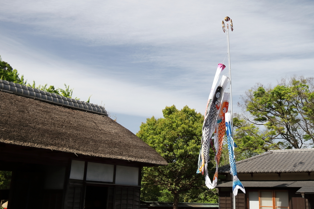 こいのぼり泳ぐ１