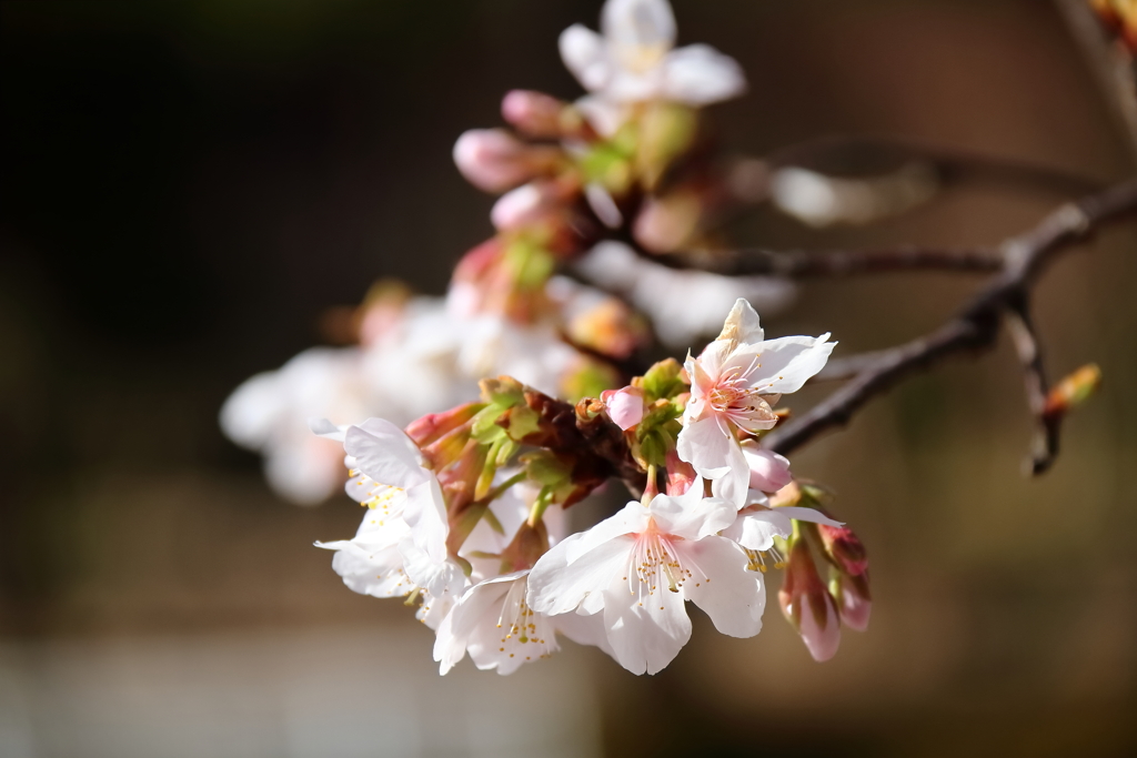 花散歩玉縄桜１