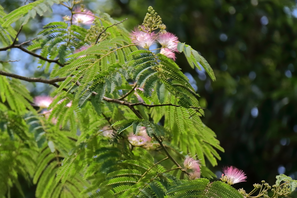 花散歩合歓木３