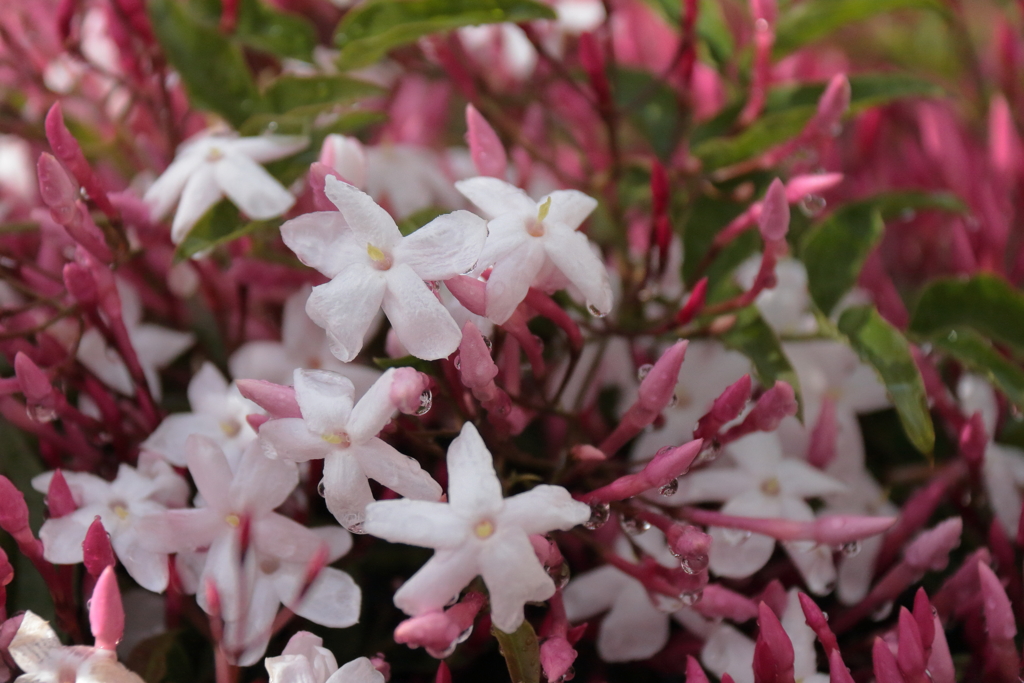 ジャスミン香る１