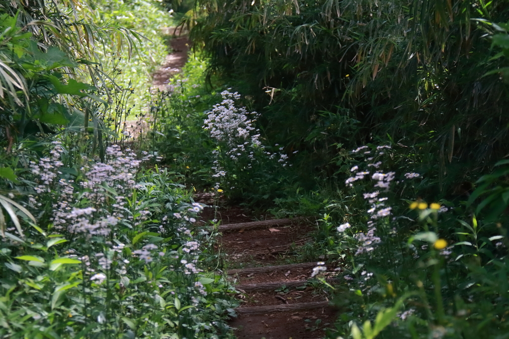 ハルジオンの小径