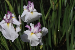 花菖蒲　紅更紗１