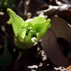 花散歩フキノトウ