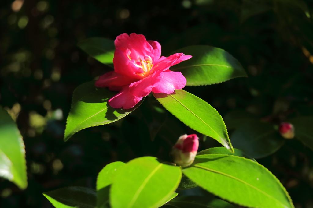 さざんか咲き始め３