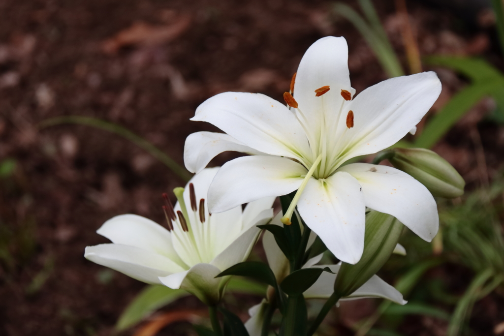 花散歩白百合１