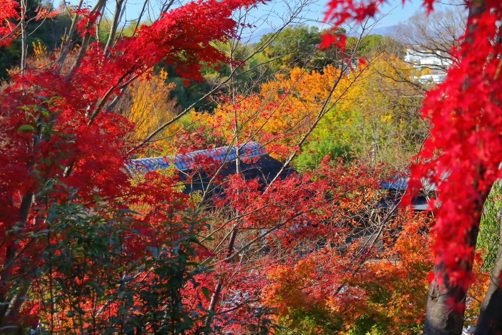 秋色に埋もれて３