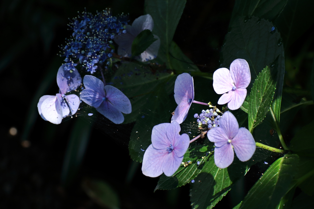 あじさい散歩３