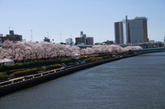 墨田川桜景1