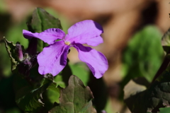 里山の野草３