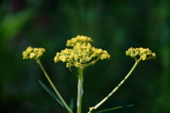 花散歩オミナエシ３