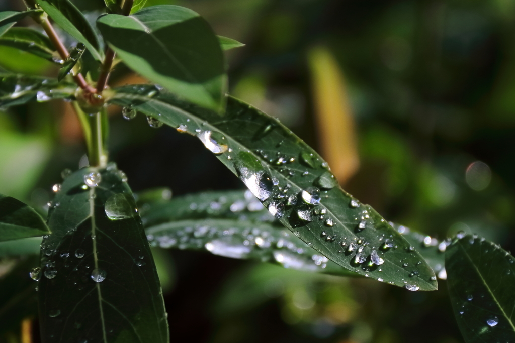 雨後の朝１
