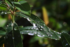 雨後の朝１