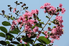 花散歩百日紅２