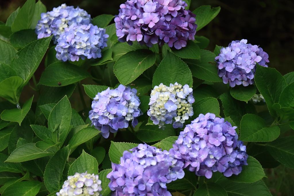 梅雨空あじさい４
