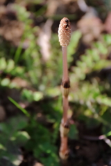 花散歩つくし1