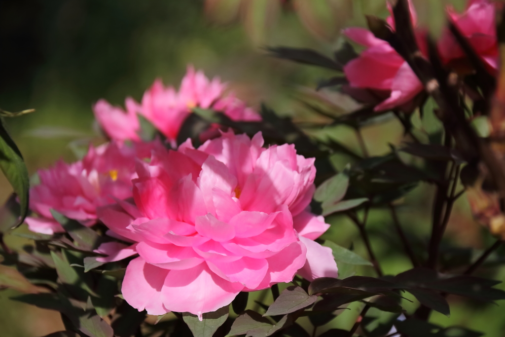 花散歩牡丹３