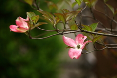 ハナミズキを撮る2