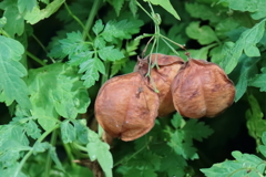 花散歩フウセンカズラ